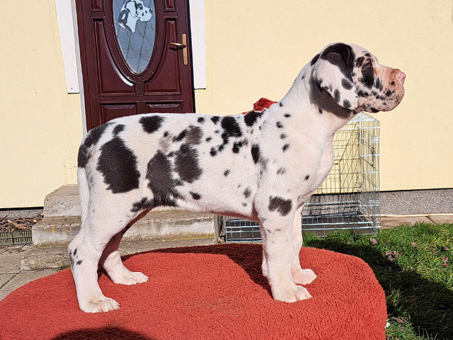 ff dzara 2